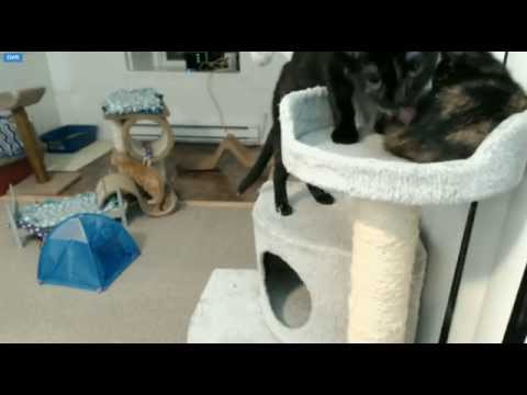 Tiny Kittens Shelly talks about new living arrangements - YouTube