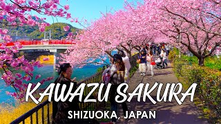 Early Blooming Cherry Blossoms at Kawazu Sakura Festival | Shizuoka, Japan 4K Walking Tour ASMR