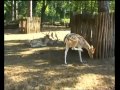 Cervia, Parco naturale, animali.avi