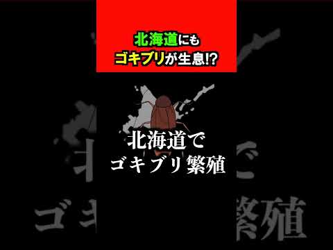 【恐怖】ゴキブリが北海道に侵出している... #shorts