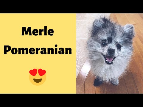 Video: 5 Anjing Anjing Dapat Memiliki Merle Coat