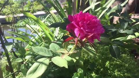 Nhạc Thư Giãn | Bản Nhạc Không Lời Nam Bộ | Video 4K | Thiên Nhiên Với Sắc Hoa Rực Rỡ