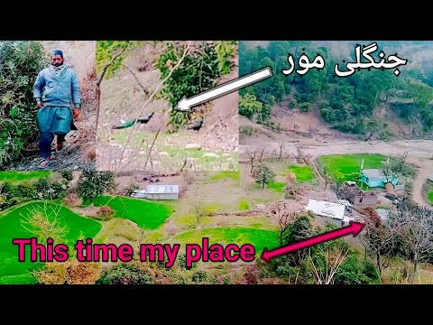 Nagrota ka shapra  bamyal area # natural beauty!