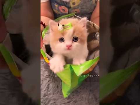 قطه تأكل شيبسي قطه المنزل مضحك قطه صغيره قطه كيوت تربية القطط