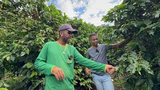 TRABALHANDO A DIA ELE PLANTOU SEUS PRIMEIROS 5 MIL PÉS DE CAFÉ