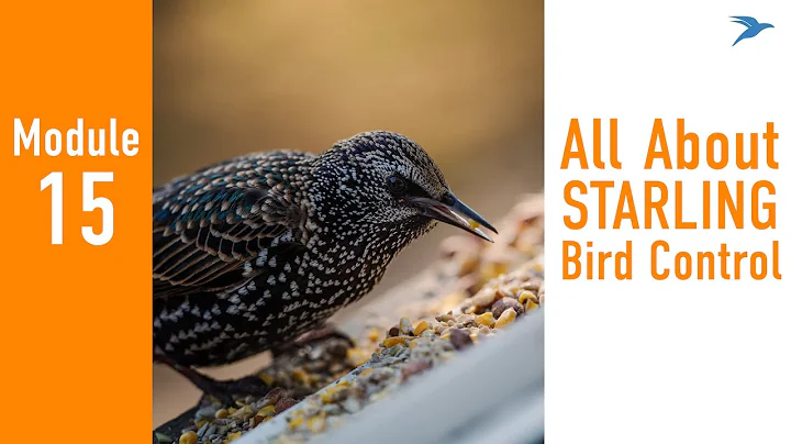 Module 15 - Starlings
