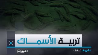 الشروق تحقق|من أجل المحافظة على الثروة السمكية وزيادة الإنتاج اكتشفتوا الطريقة المثلى لتربية الأسماك