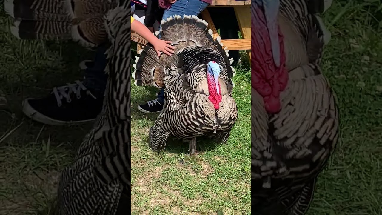 Giant Turkey 🦃 