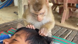 Adorable Zueii Monkey Dandruff Grooming Her Brother