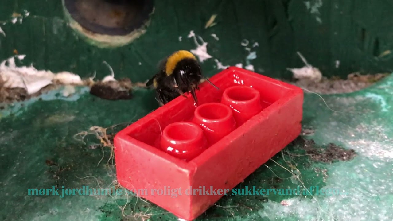 Fodring af humlebier i vindfanget med sukkervand i legoklods
