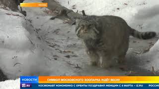 В Москве пытаются определить приход весны по урчанию манула