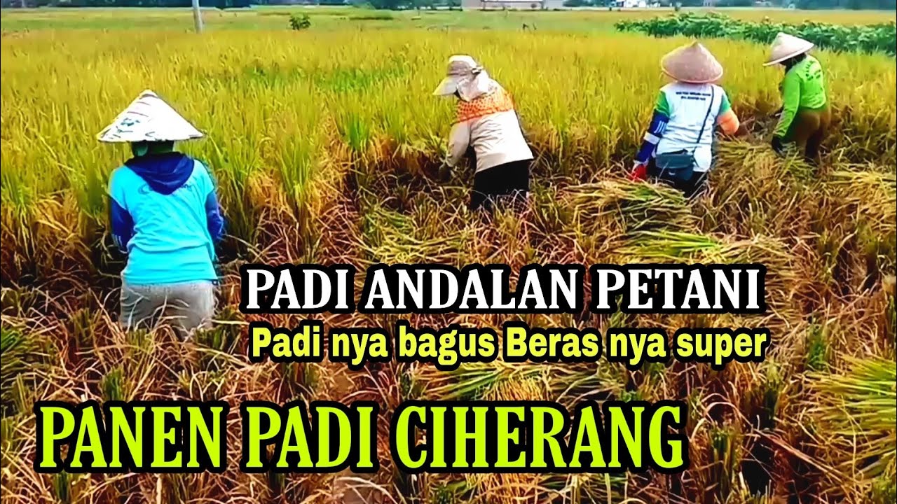CIHERANG PADI UNGGUL YANG MENJADI ANDALAN PETANI