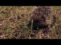 Night meeting with a hedgehog near a busy road