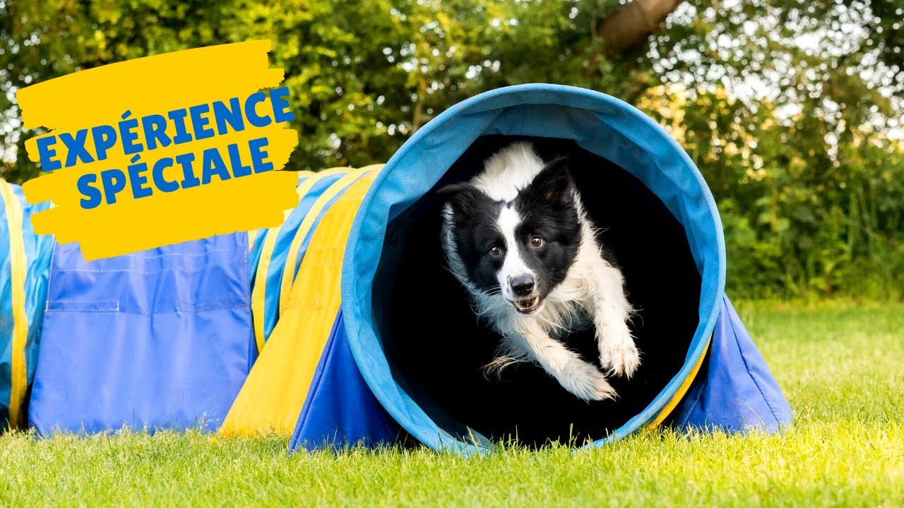 EXPERIENCE : Est-ce que les chiens entendent dans les tunnels?