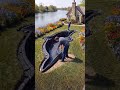I Built a GIANT Dolphin-Shaped Koi Pond! 🐬