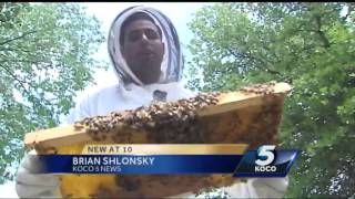 Honeybees disappearing at staggering rate nationwide, but why
