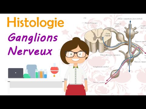 Histologie | les ganglions nerveux ( cérébro-spinaux +  végétatifs ) cours de 2 ème année médecine