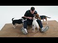 Scott McLaughlin Is No Match For The Rose Canine Bed Bug Team