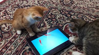 Two Kittens on a Fishing Trip…
They played catching fish game for 30 minutes straight!
These beautiful kittens are Tota and Mickey, the two siblings (now couples) that were born to a stray cat in our house. We adopted them because you just cant say no to a stray cat depositing her kittens into your home :)
This is when they were almost 3 months old.
About us:
We are cat lovers! and our channel is all about cats! Specifically, those with no family to love them: stray cats.
Unfortunately, our local environment is hostile to stray cats; they hardly trust humans and barely feed them. ( Some humans actually do harm them)
So we decided to care for all stray cats and kittens that stumble upon us and share the love we get in return so that everyone can see how adorable, beautiful, and gentle stray cats are. :)
We hope to convince everyone that all stray cats are worthy of love, food, and shelter, so every like and subscription means a lot to us; we appreciate your support!
Keywords:
Two Kittens Lose Their Minds Over Some Fish on a Screen
Two Kittens on a Fishing Trip
catching fish cat game
Kittens play Two Kittens on a Fishing Trip…