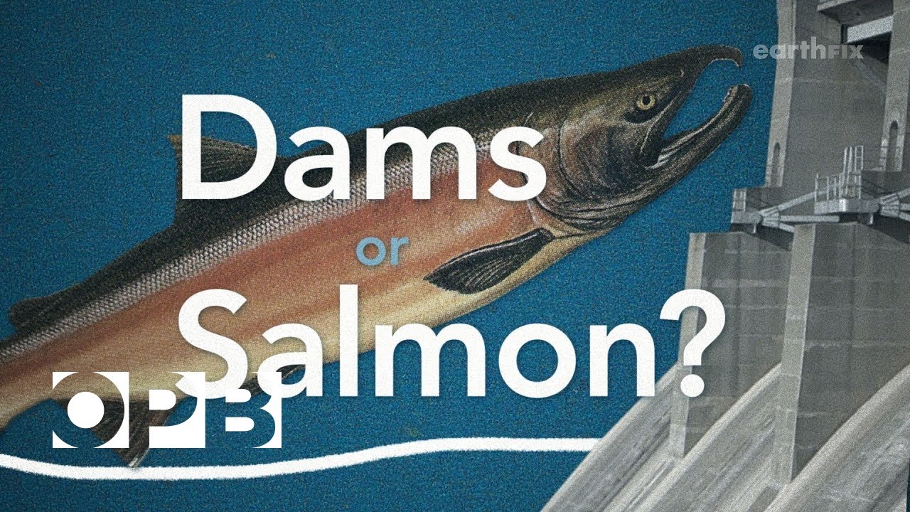 Salmon vs Dams