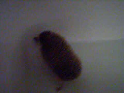 Chunk Norris in the Bathtub