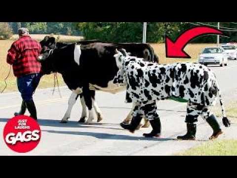 Pretending To Be A Cow Ends BADLY 🫣 | Just For Laughs Gags