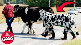 Pretending To Be A Cow Ends BADLY 🫣 | Just For Laughs Gags