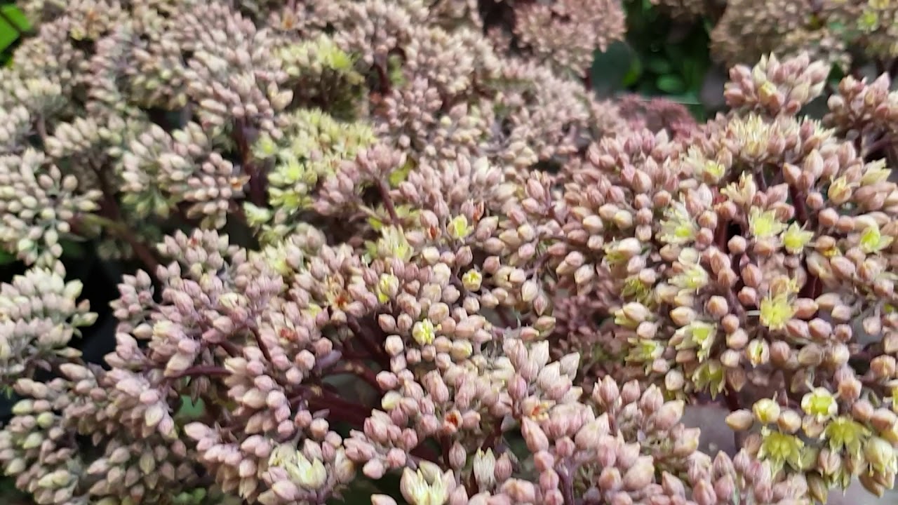 Sedum telephium &lsquo;Seduction Green Yellow&rsquo; - YouTube