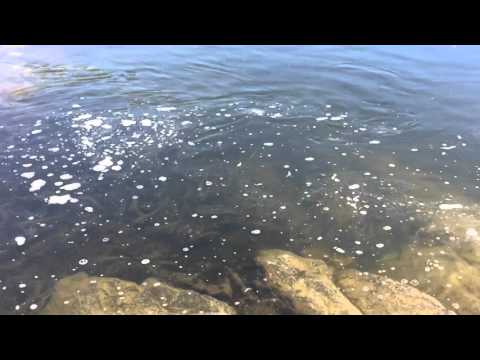 Potomac River | River Herring