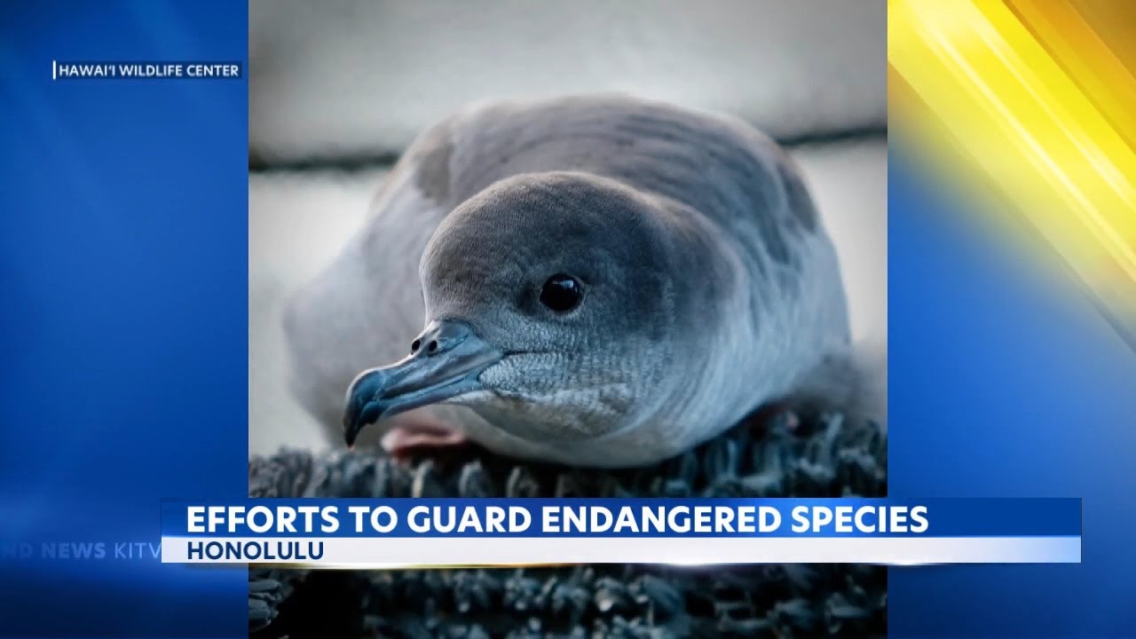 Environmental groups warn against habitat rule change in Hawaii