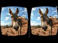Burro en realidad virtual | VR Experience #4