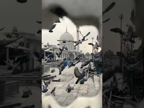 نور أطل اللهم صل وسلم وبارك على نبينا محمد احمد النفيس