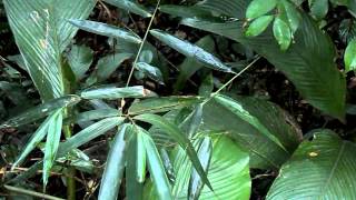 Pichororé Synallaxis Ruficapilla