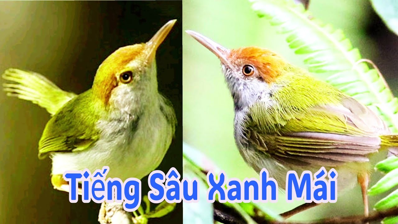 Tiếng sâu xanh mái kích trống chuẩn không tạp âm | sâu xanh mái gọi trống | sâu xanh mái mồi hót 