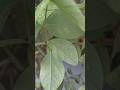 🪰 🌱 कीड़ों का उपचार इस तरह से करें 🐛🪴 #trending #viral #short #ytshots #subscribe #like #share