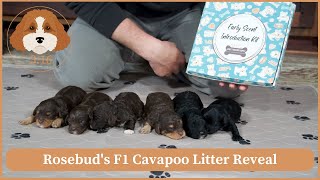 Rosebud's F1 Cavapoo Litter Reveal | Day 10 ESI by Cavapoos 3:16 249 views 2 weeks ago 4 minutes, 28 seconds