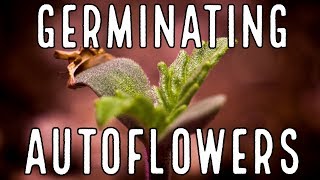 Season 2: Germinating Autoflowers under the MarsHydro TSW2000