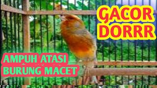 KENARI GACOR , ini AMPUH untuk atasi burung macet #kenarigacor #kenaringeroll #kenari