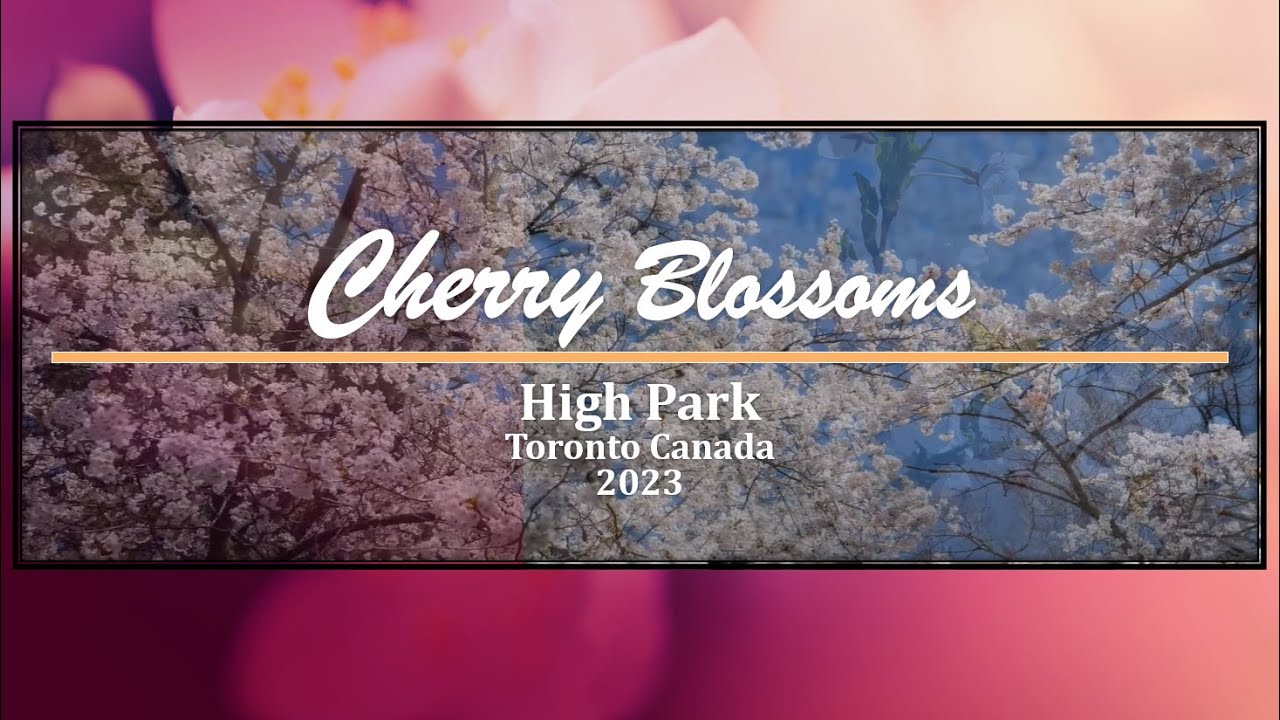 Cherry Blossoms Toronto High Park: A Spectacular Springtime Display