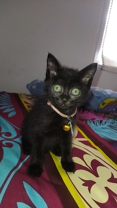 anta kucing