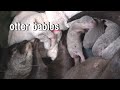 【カワウソ赤ちゃん】生後1日目☆Towaベビーズ!Towa's babies 1st day after birth【特別編】トワ3歳の誕生日☆Today is Towa's 3rd birthday