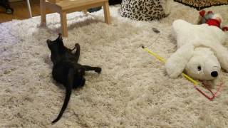 ориентальный кот играет с игрушечной мышкой которая пищит ориентальный кот играет с игрушечной мышкой которая пищит