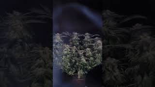 How does co2 effect your garden? read the comments and subscribe for more tips and tricks 🦈