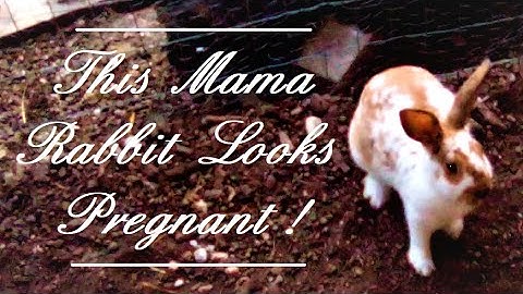 Pregnant Meat Rabbit Mamas are Finally DIGGING Burrows in our COLONY!