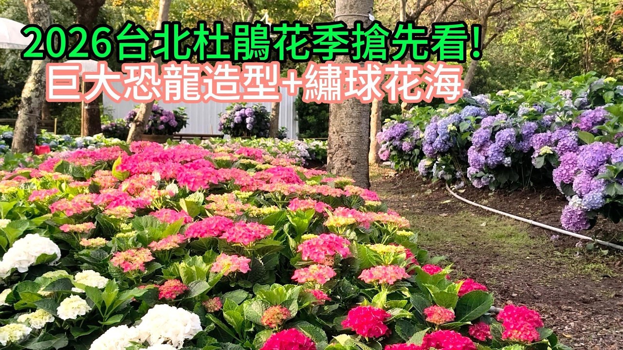 2026台北杜鵑花季#大安森林公園#恐龍造型#杜鵑花#繡球花海#魯冰花#大理菊