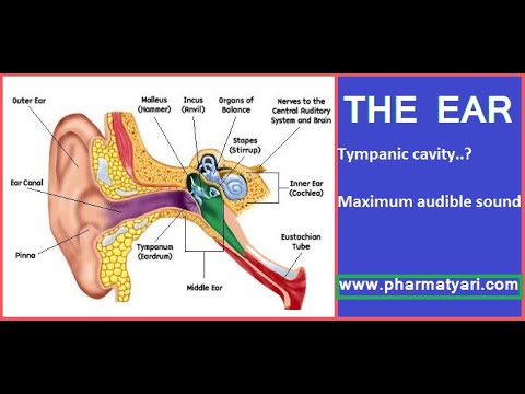 EAR || HUMAN ANATOMY AND PHYSIOLOGY || - YouTube