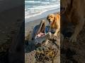A Golden Retriever helps a man rescue a dolphin buried in the sand #GoldenRetriever #Dolphin