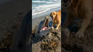 A Golden Retriever helps a man rescue a dolphin buried in the sand #GoldenRetriever #Dolphin