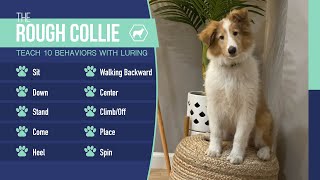 Teach Your Dog 10 Behaviors with Luring | Rough Collie Dog Training