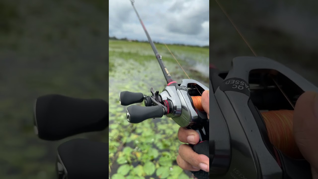 Casting dengan joran daido black mamba dan reel shimano Scorpion DC 